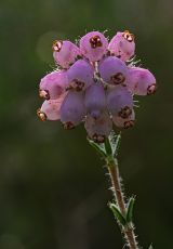Glockenheide Lueneburger Heide Pietzmoor